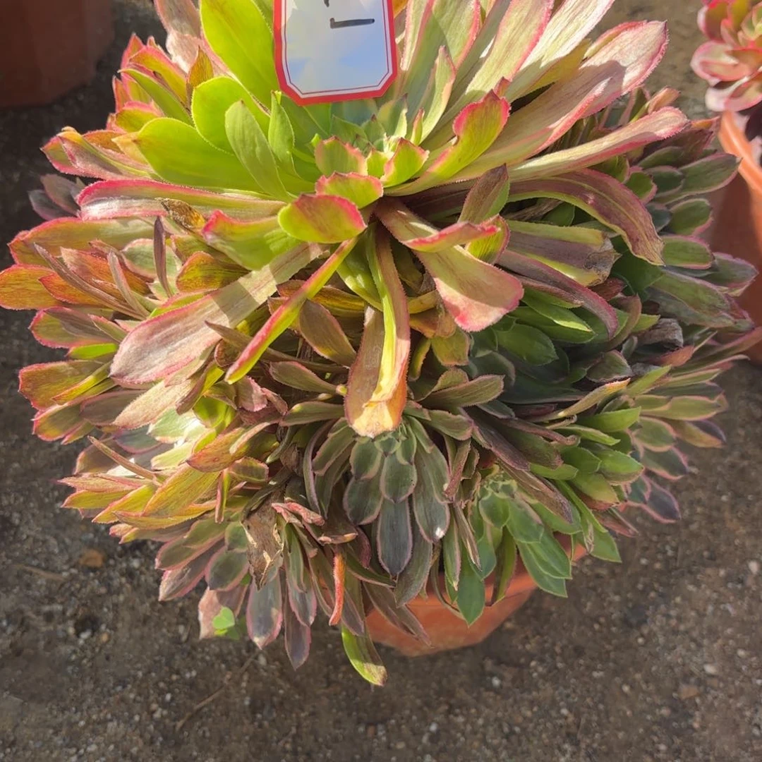 花好月又圆1234562517