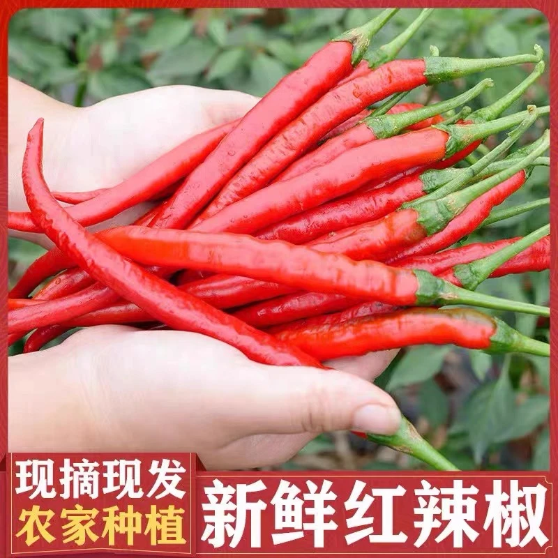 【中辣大米辣】二荆条红辣椒辣椒鲜红辣椒小米辣泡椒辣椒酱剁椒湘菜