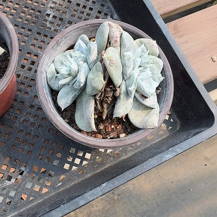 海***景牡丹苹果叶仙女杯