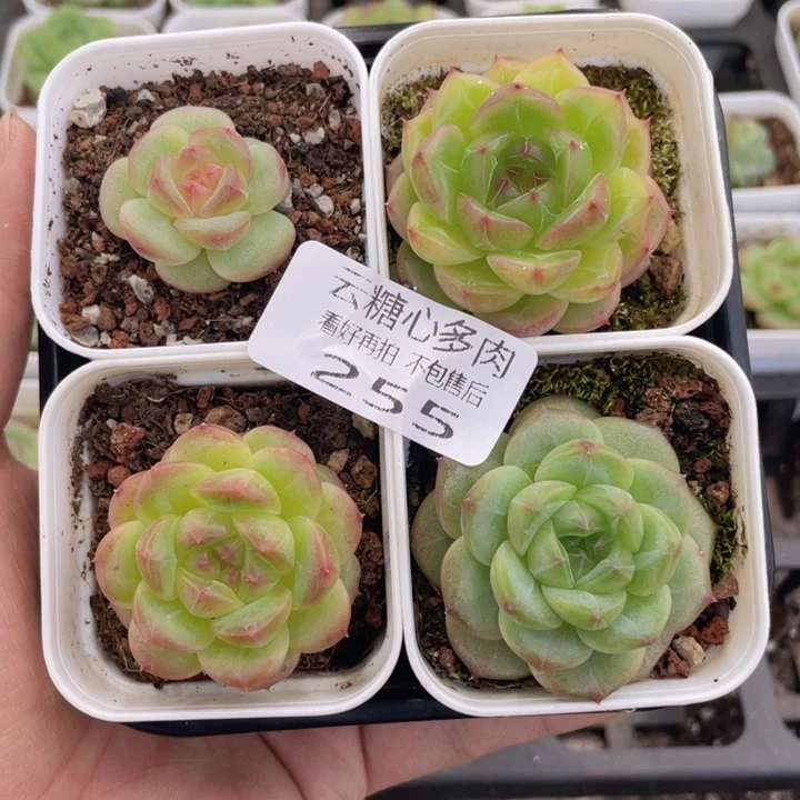 云糖心多肉植物255