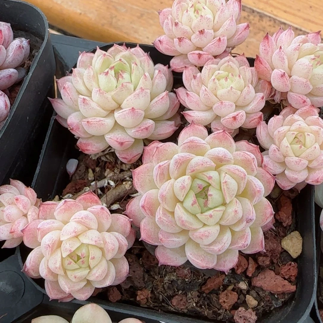 花语逸镜0214-308