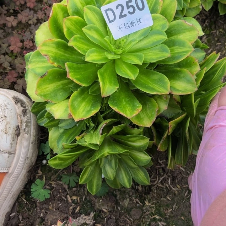 250翡翠琉璃多肉法师不包断枝