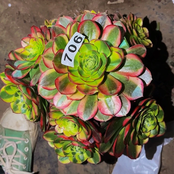 706奶白宽锦多肉植物处理不售后量拍25左右