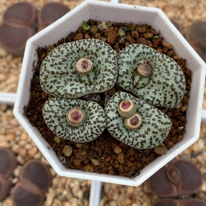 湖***亚精品多肉植物精品多肉