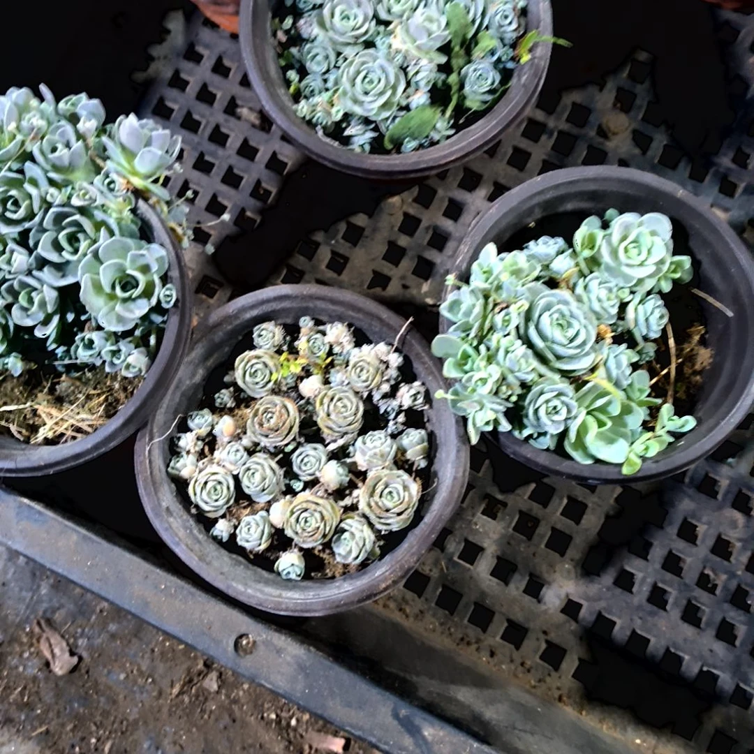 满6元包邮，子持莲华爆头大棵