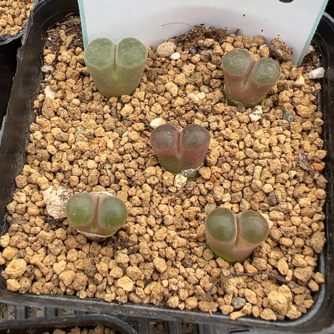 21-215磁铁风铃多肉植物