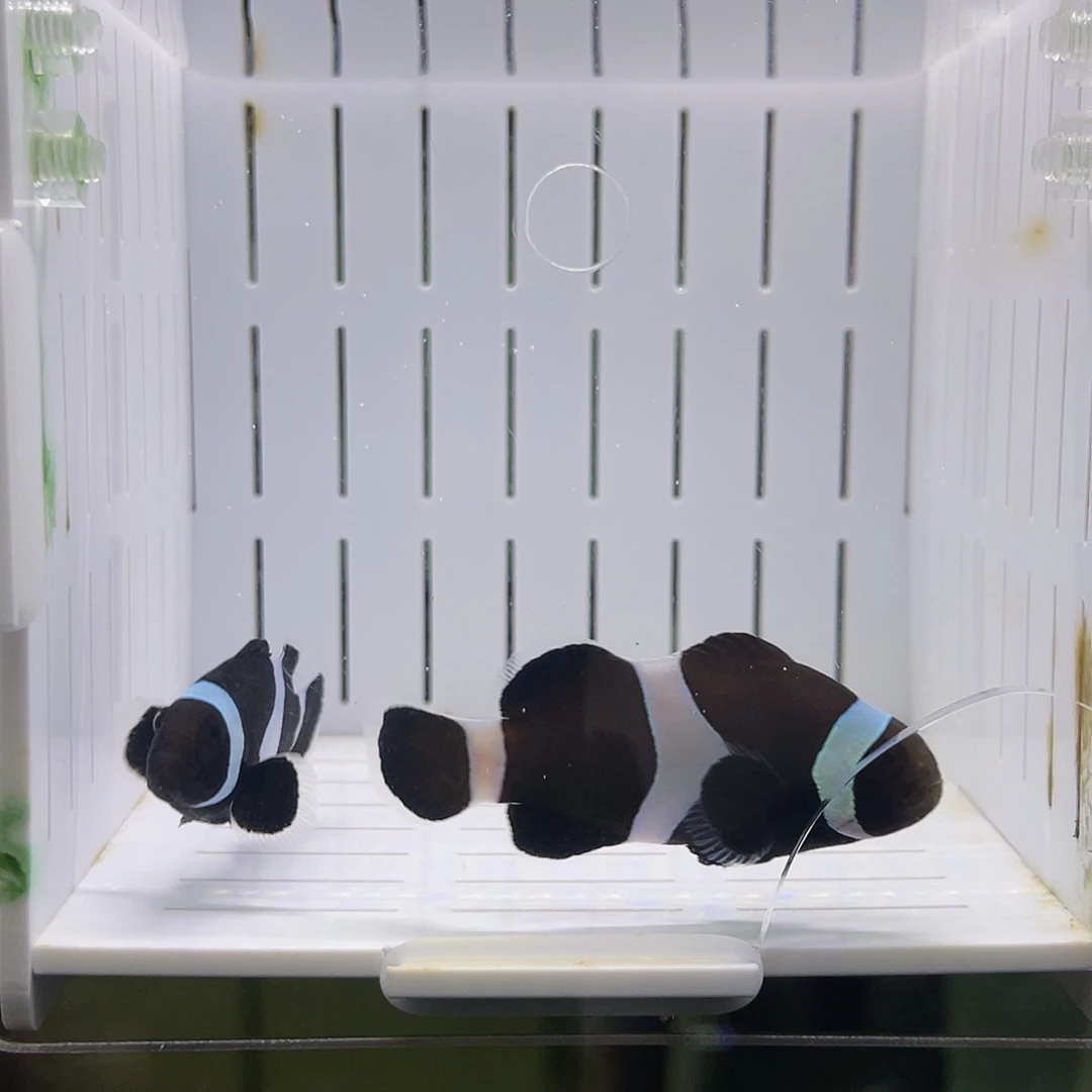 海水鱼澳黑小丑鱼一对