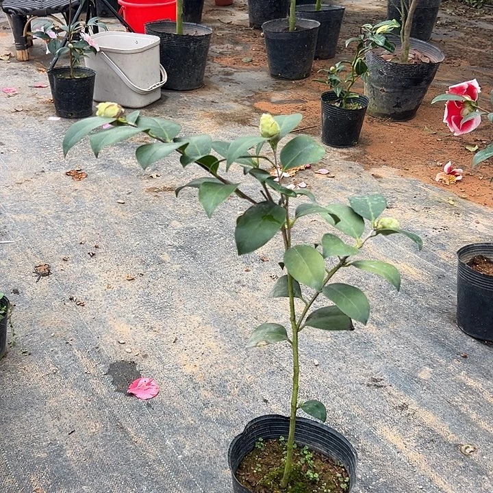 大部分花苞少量开放，粉夏