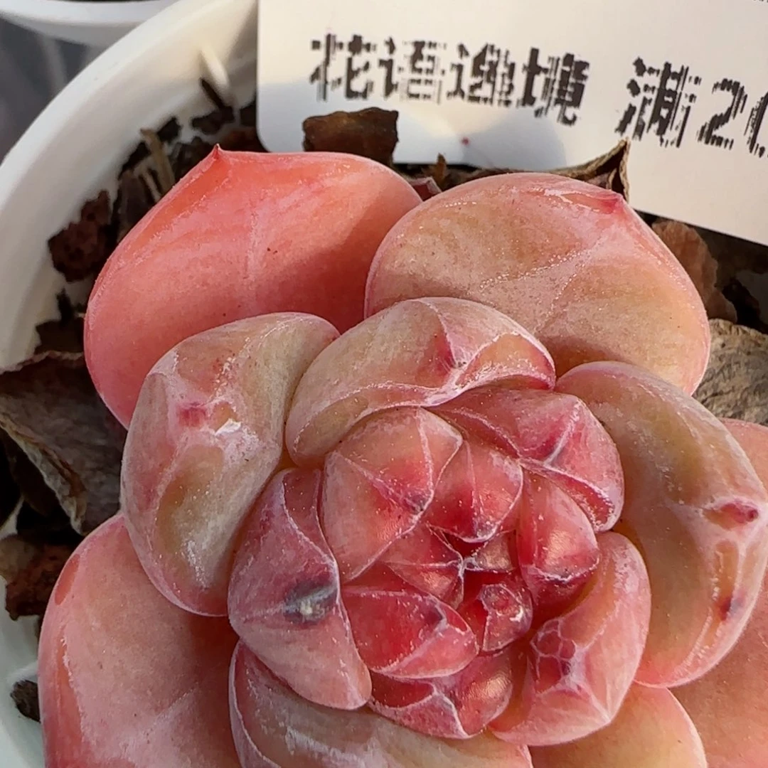 花语逸境0221-58
