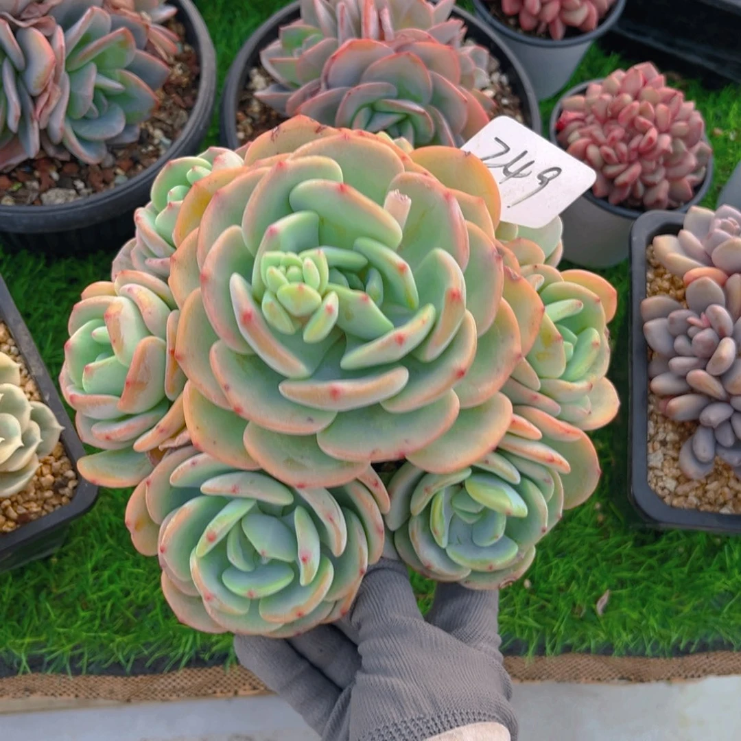 龙*豆249fghhhjhhnnnnnnnnnn