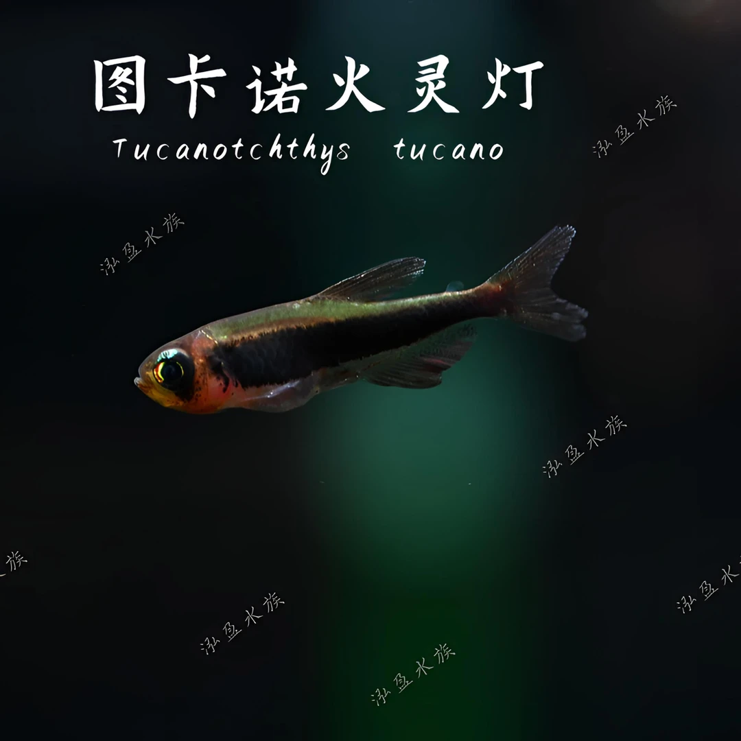 【泓盈】火灵灯 南美热带观赏鱼混养草缸/定水/检疫