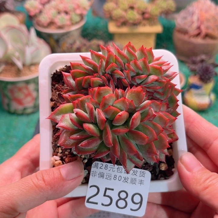 大2589；vxvcvvvbb