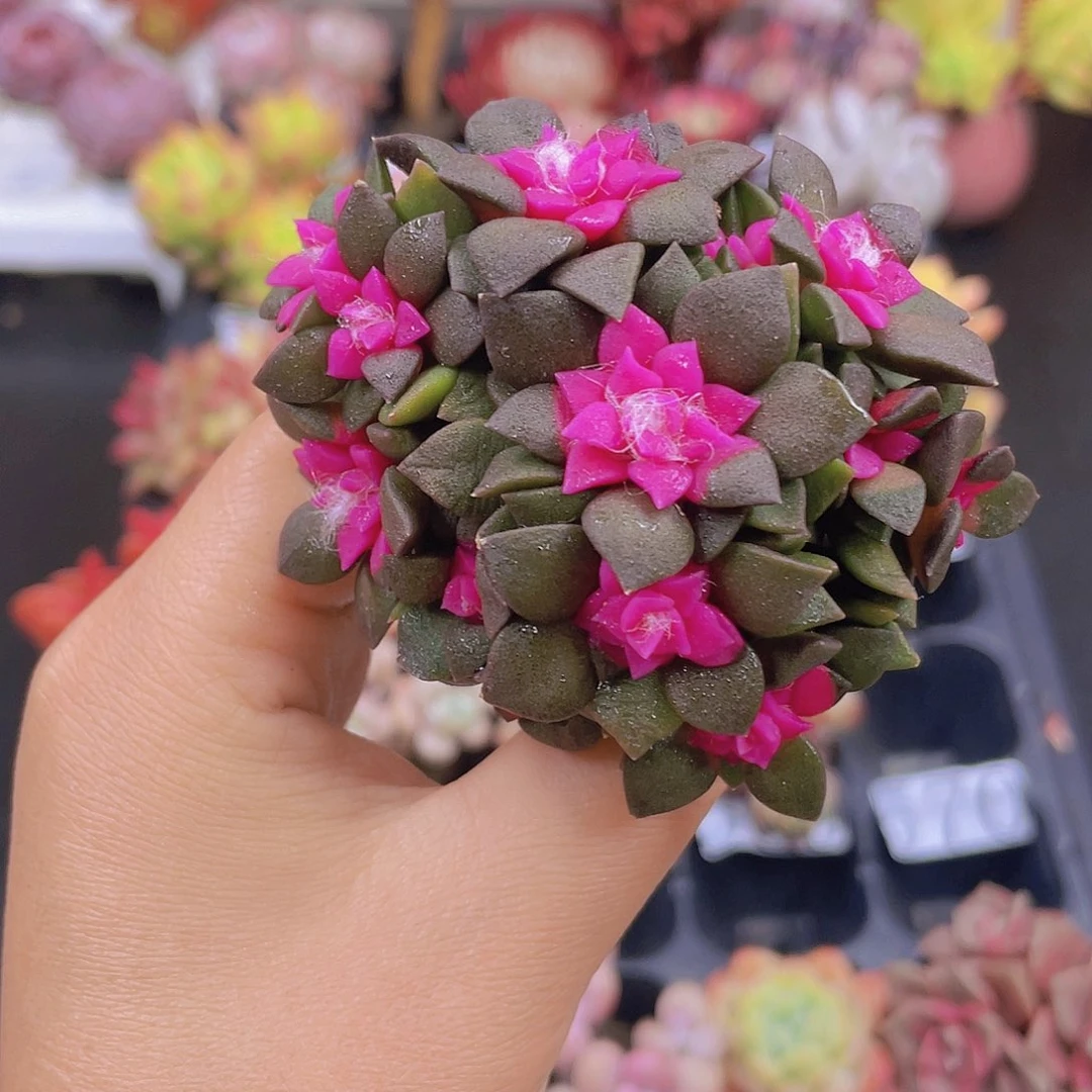 多肉无土栽培多肉植物