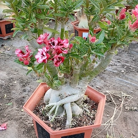 【闪购商品】无花朵小*猬