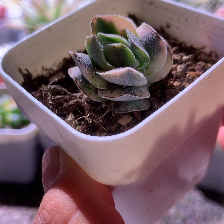 龙宫成锦单头带侧芽有根