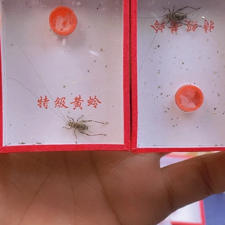 精品金蛉子2啊啊啊啊啊啊