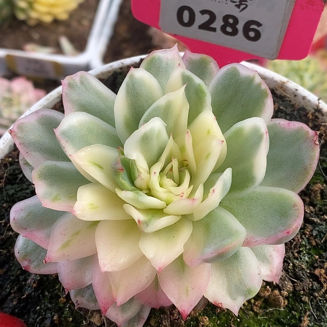 286仙影哈哈哈哈哈哈