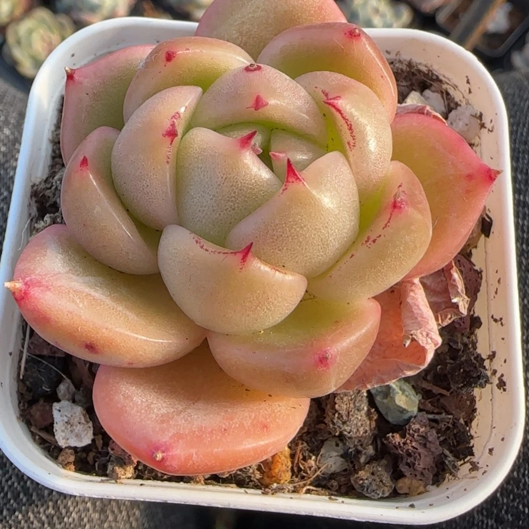 多肉小卡拉米糖心一物一拍