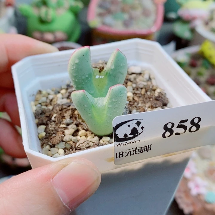 生石花花花花花花花858