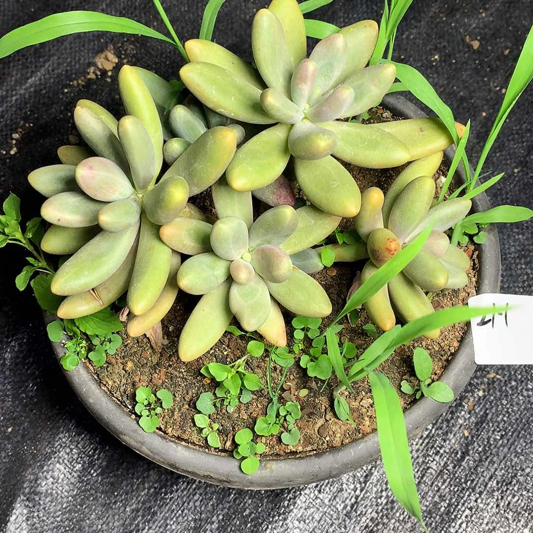 糖果美人一物一拍21-1