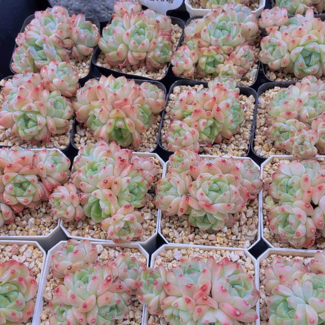 量拍10号 优选西施佳人五头起一个