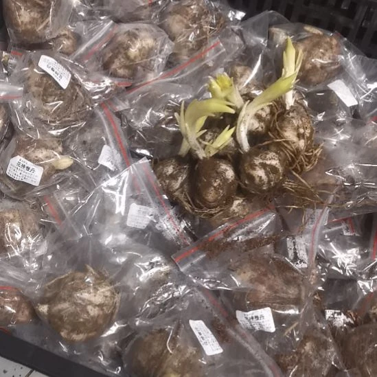 黑暗之谜6球牙长特价周长14左右