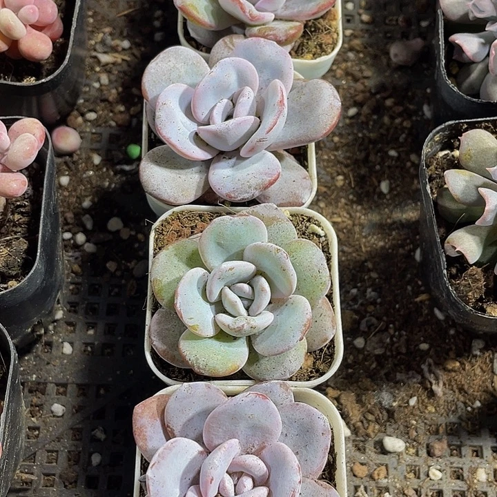 雪莲3.8到盆土发货