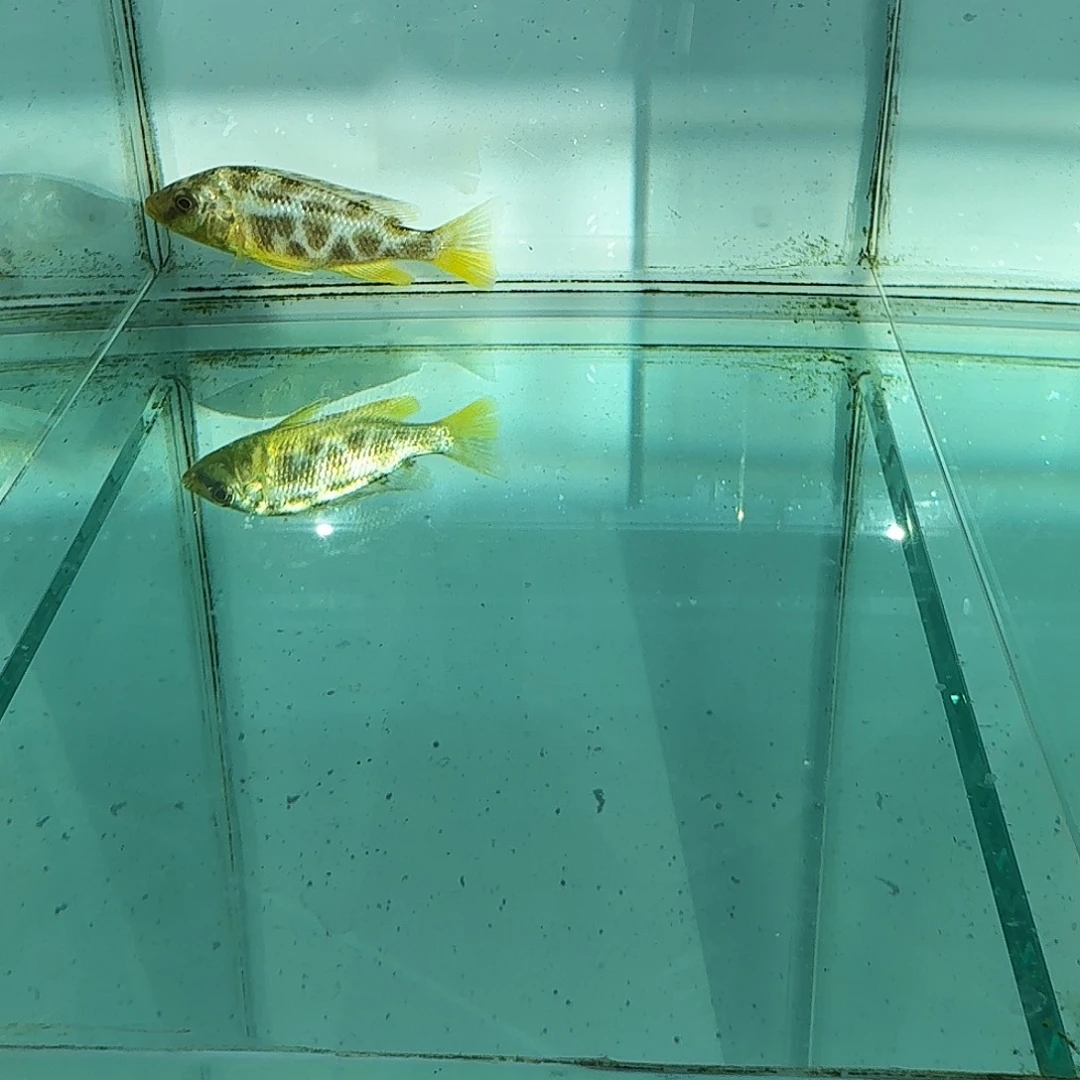 霓虹灯鱼1085。    维纳斯。