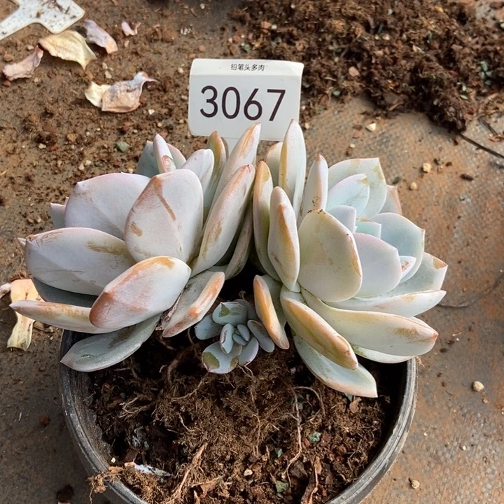 两头奶茶。 3067号。