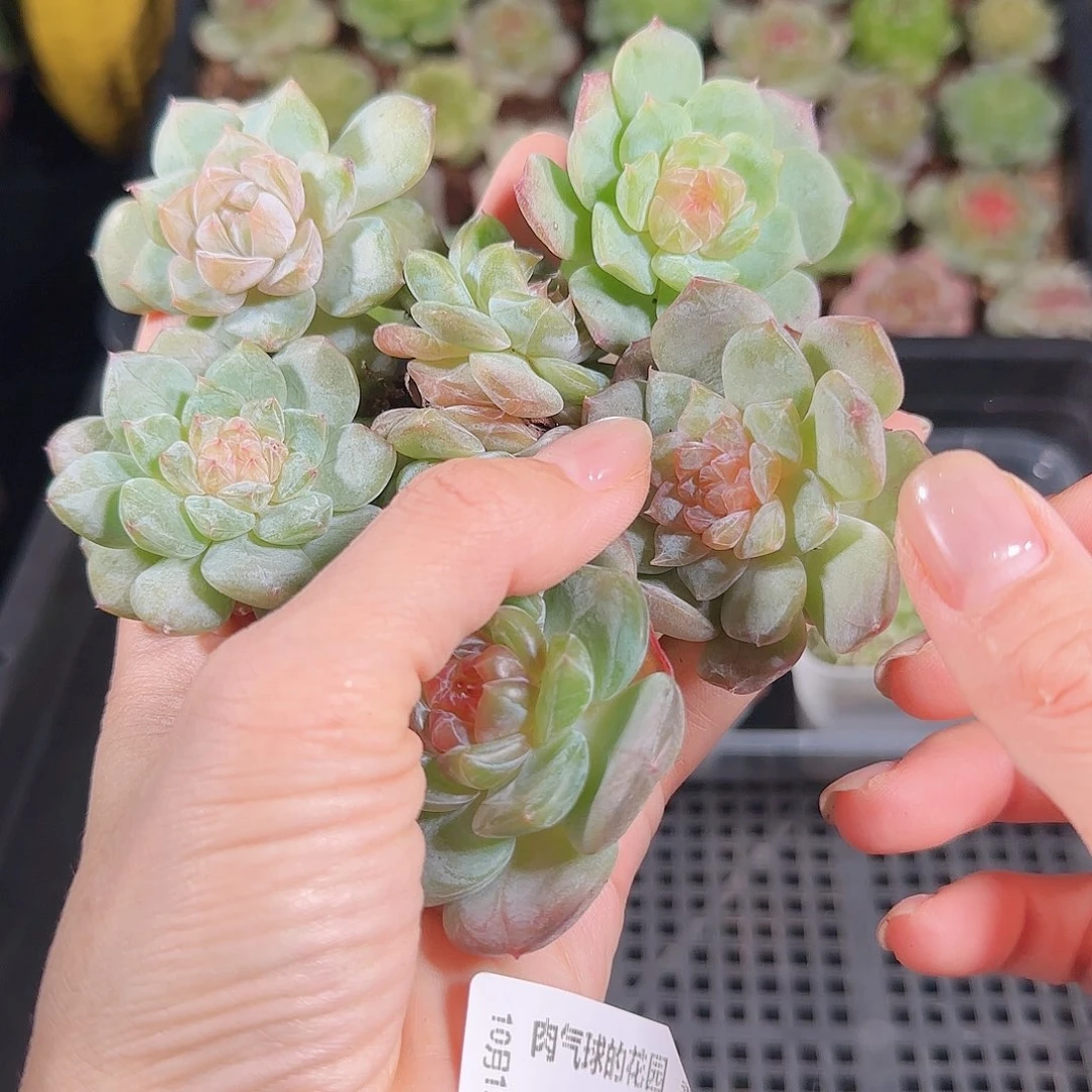 1019—17肉气球糖心一组