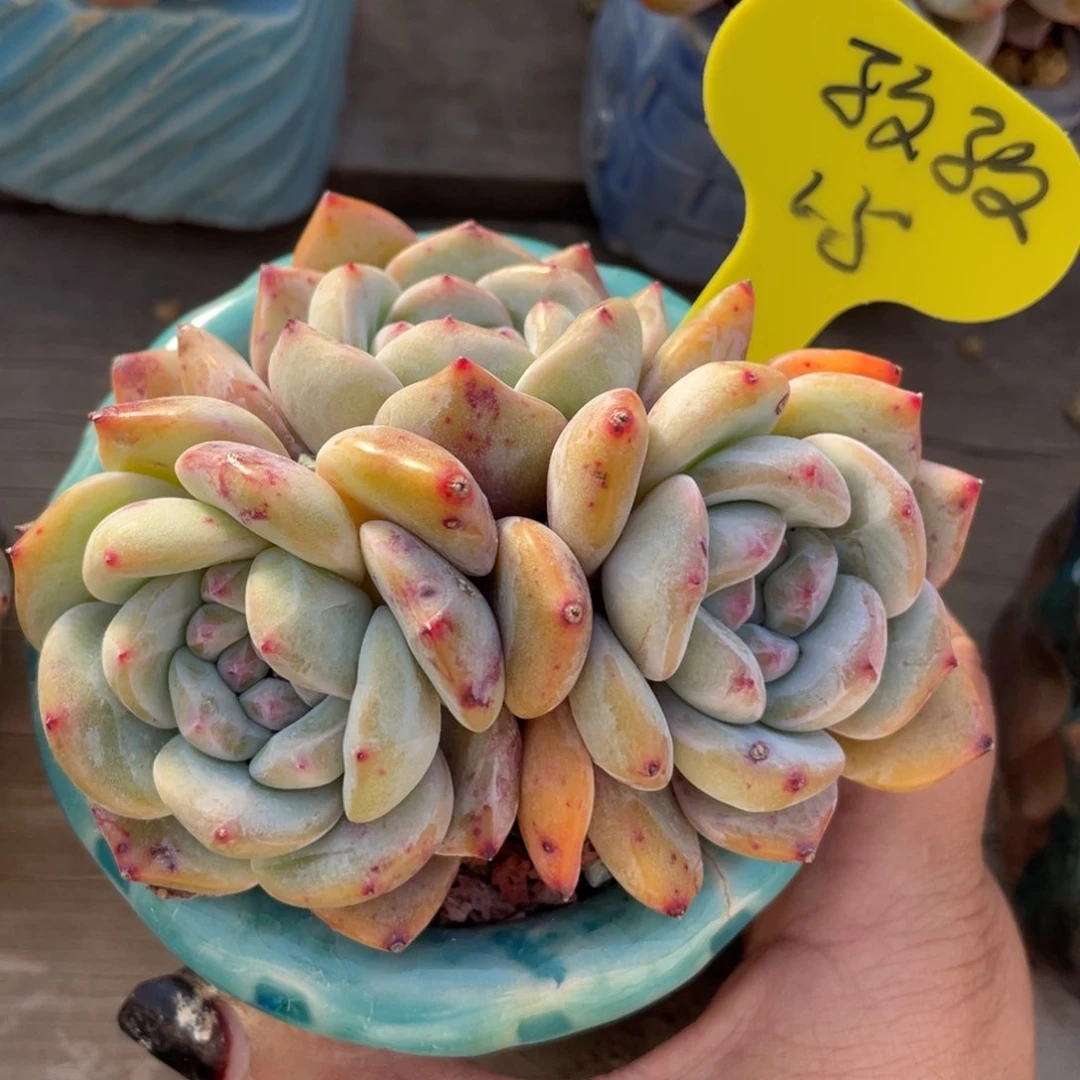 孜**娟星影三头一个15