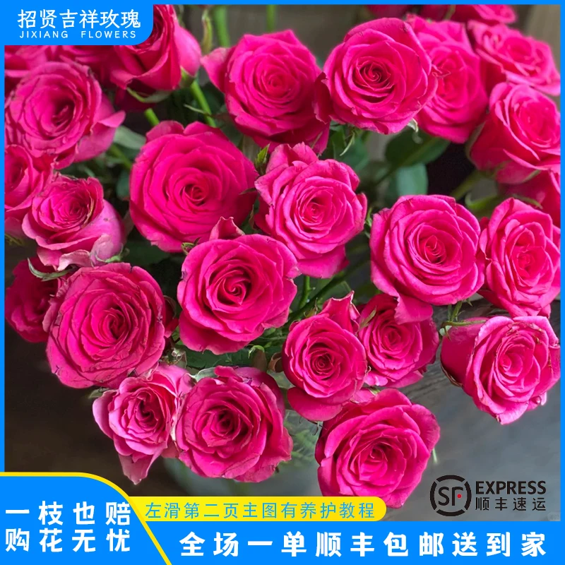 【唯夏A/B】玫红色 山东玫瑰基地 现采现摘 顺丰包邮 直播专享