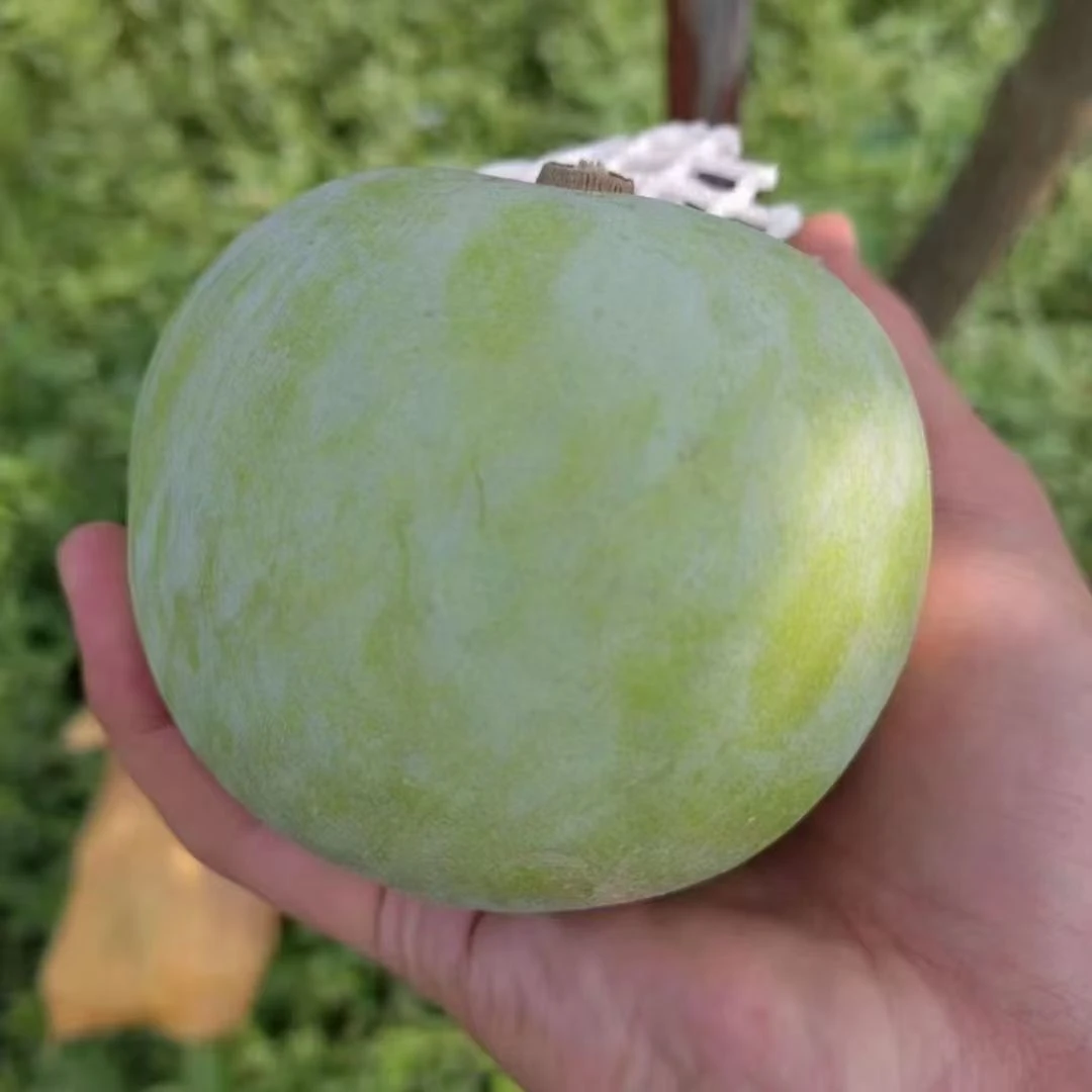 四季果苗，状元红盘栽地载