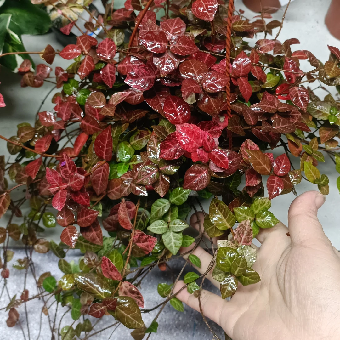 秋天以红红为主花叶络石盆栽绿植垂吊观赏植物好养耐寒耐热