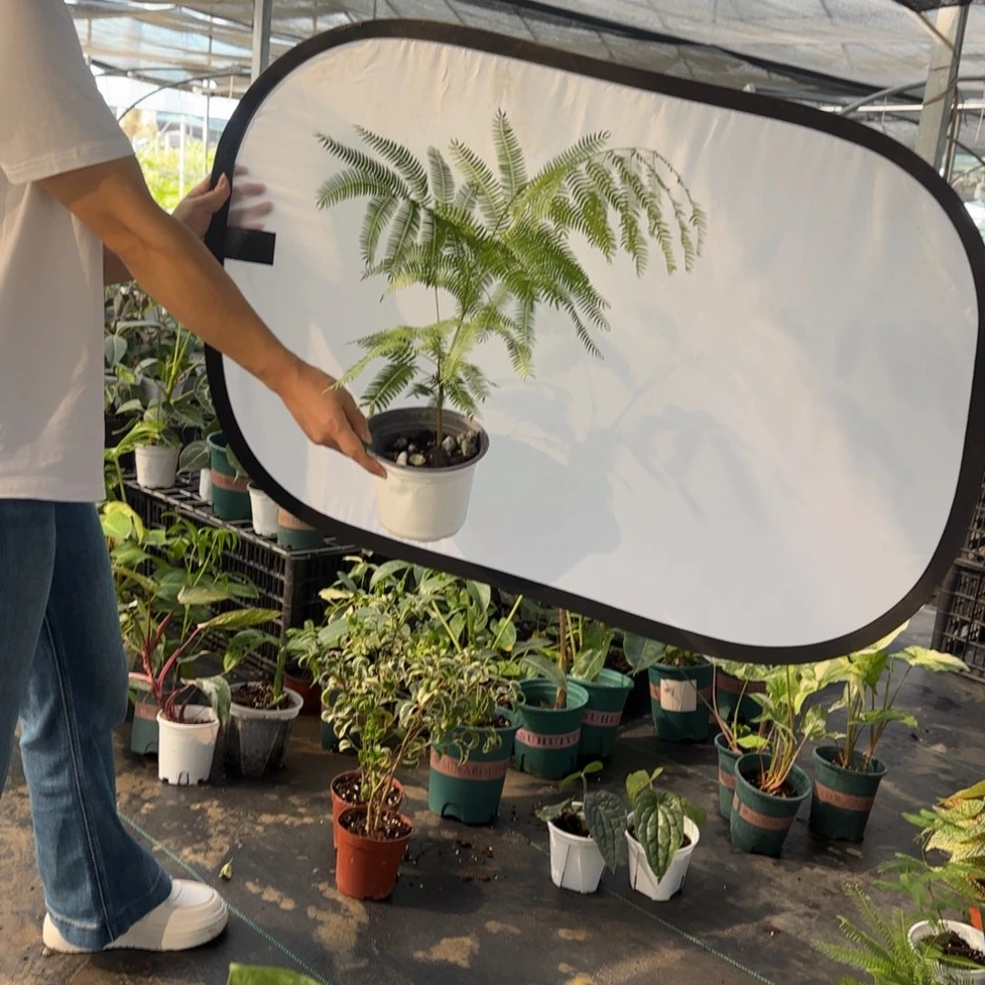 完全开放福利密叶猴
