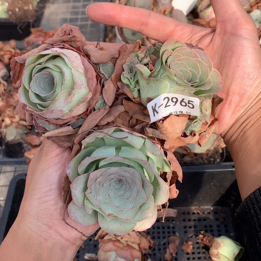 2965会掉侧芽干瘪状态
