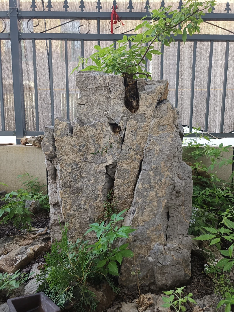 精品黄荆 生桩 保新鲜