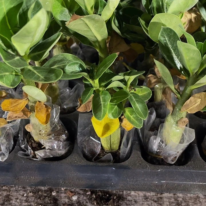 沙漠玫瑰2.8带土发货