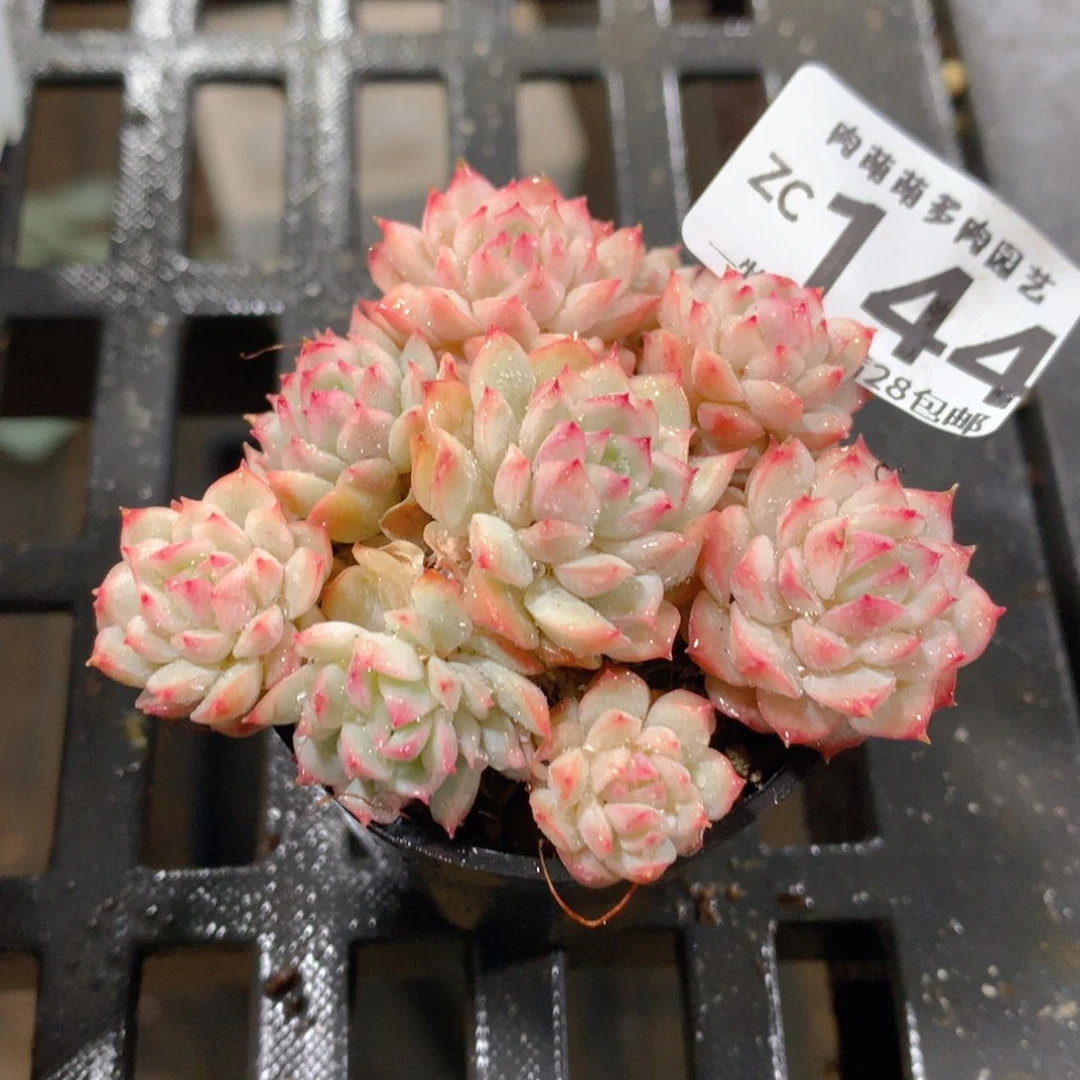 肉萌萌拇指盆精控多肉ZC144