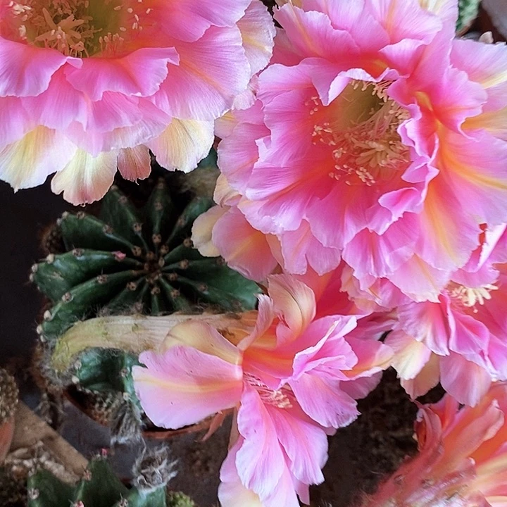 香妃仙人球356778