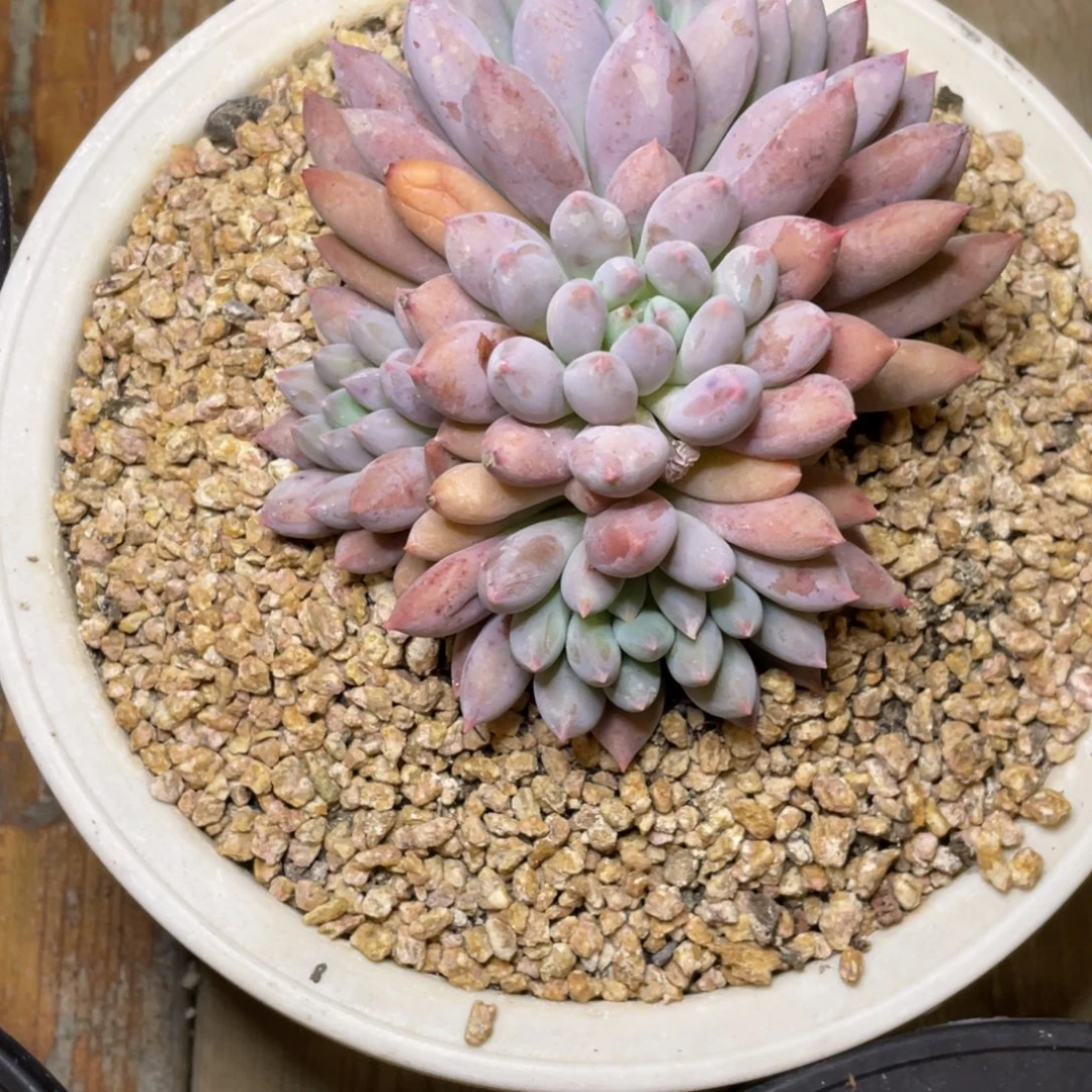 多肉植物的生长发育和生长