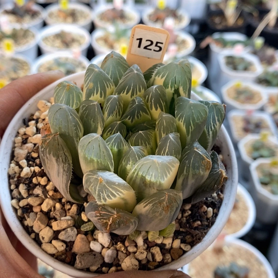 125号皇城拍拍拍拍拍拍拍