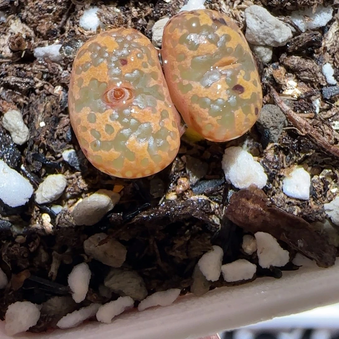 肉锥多肉植物百科-泡泡勋1213