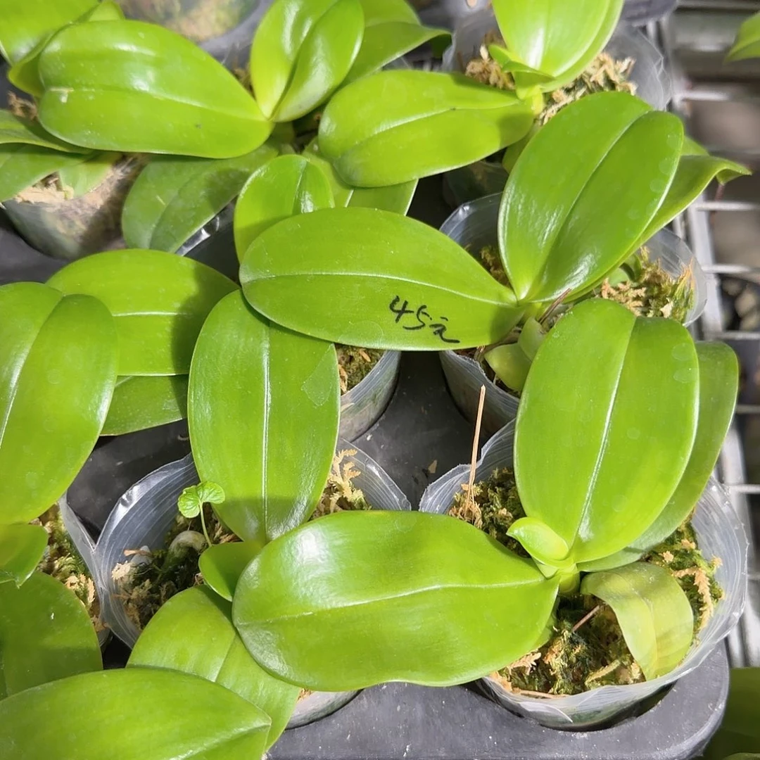 无花朵2.8寸EQ狗 半成熟苗