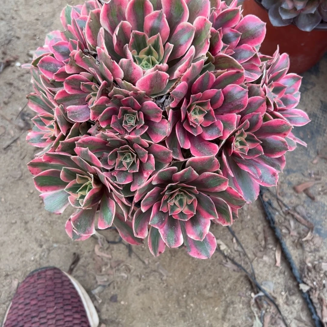 367女妖多肉植物法师多肉