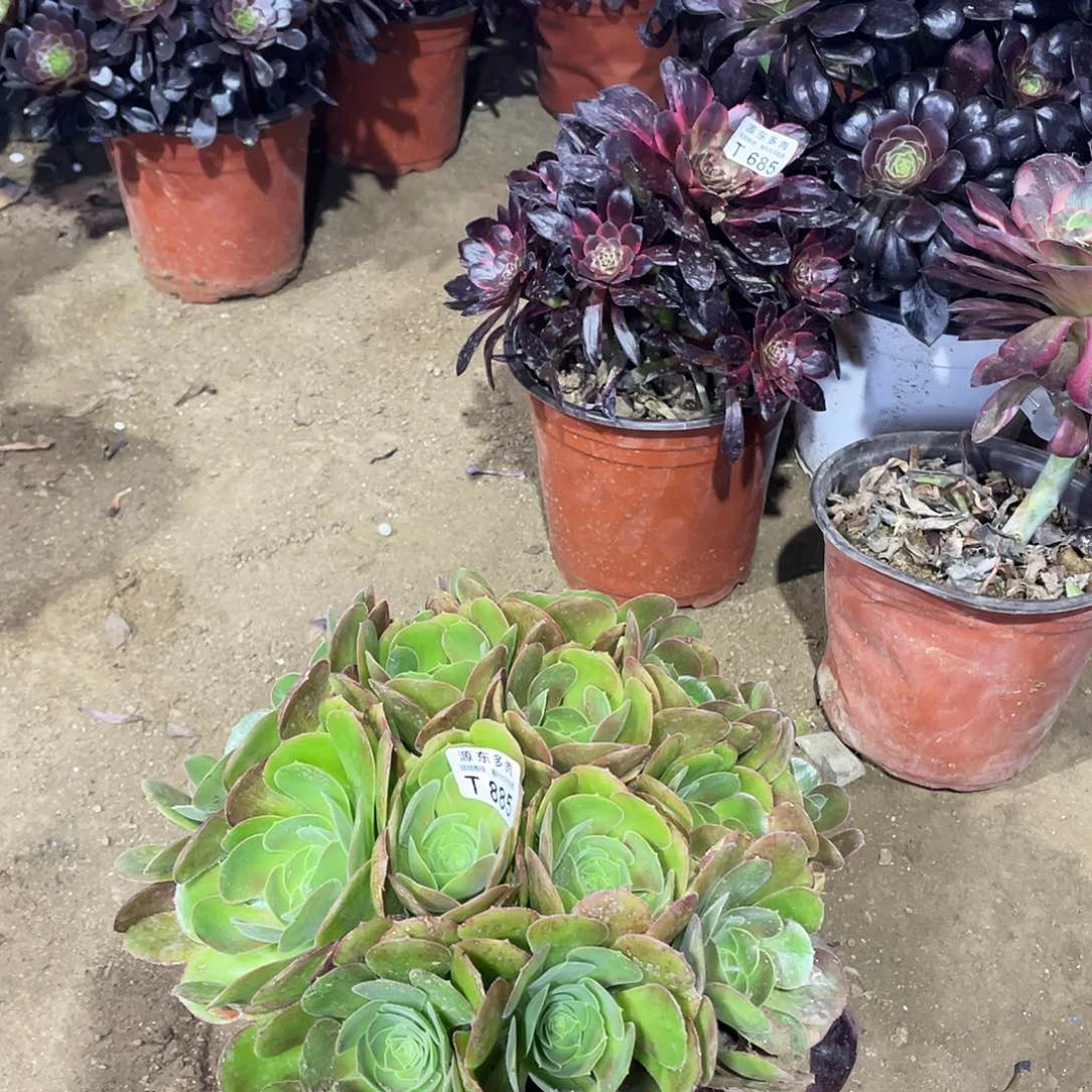 885柠檬多肉法师断枝不包