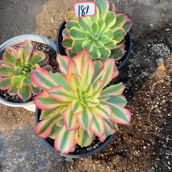 多肉植物181不售后