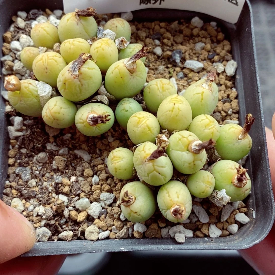 我的小姐姐们都是我513