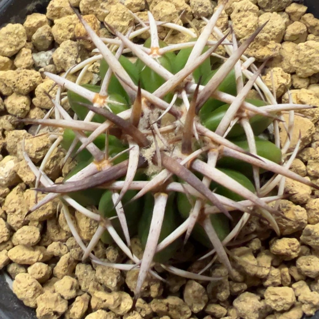 亚***美无花朵仙人球一物一拍