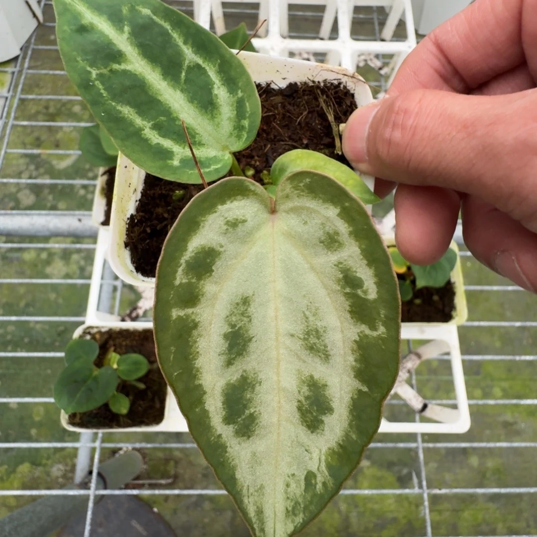 不开花植物小了白了兔专拍